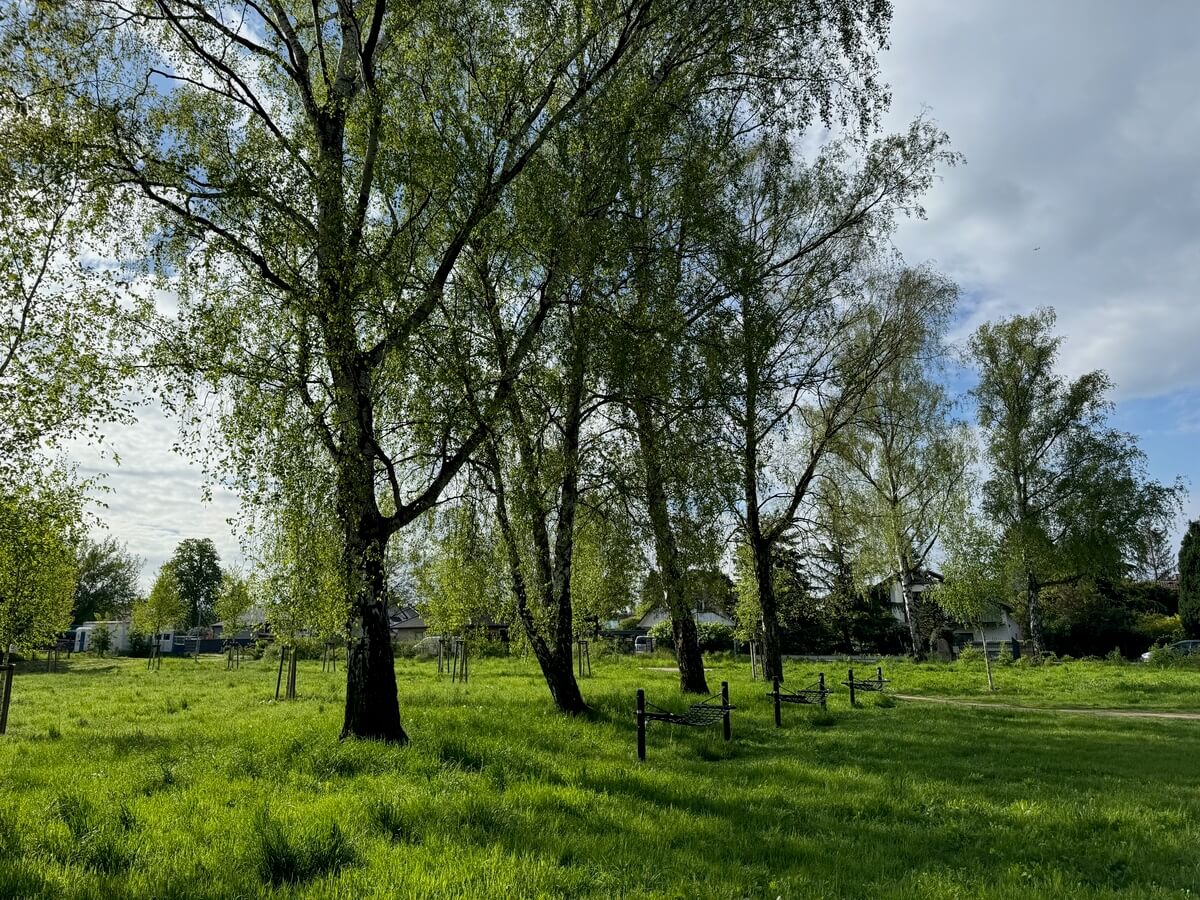 Ruhige gruene Wiese mit Birken im Wind und blauem Himmel mit Wolken