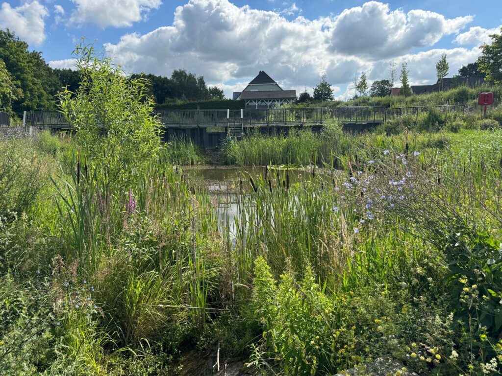 Ruhige Teichlandschaft mit gruenem Schilf, Bruecke und Wolkenhimmel